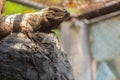 Cute rhinoceros iguana Cyclura cornuta is a threatened species of lizard in the family Iguanidae that is primarily found on the Royalty Free Stock Photo