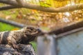 Cute rhinoceros iguana (Cyclura cornuta) is a threatened species of lizard in the family Iguanidae that is primarily found on the Royalty Free Stock Photo