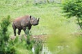 Cute rhinoceros walking in the wilderness