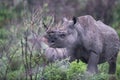 Cute rhinoceros walking in the wilderness