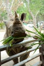 A cute rhinoceros in the zoo which has many animals