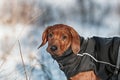 Cute Rhodesian Ridgeback dog on winter background Royalty Free Stock Photo