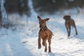 Cute Rhodesian Ridgeback dog on winter background Royalty Free Stock Photo