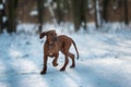 Cute Rhodesian Ridgeback dog on winter background Royalty Free Stock Photo