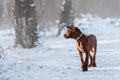 Cute Rhodesian Ridgeback dog on winter background Royalty Free Stock Photo