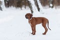 Cute Rhodesian Ridgeback dog on winter background Royalty Free Stock Photo
