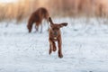 Cute Rhodesian Ridgeback dog on winter background Royalty Free Stock Photo