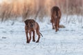 Cute Rhodesian Ridgeback dog on winter background Royalty Free Stock Photo