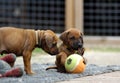 two Rhodesian Ridgeback puppies playing outside together with their toys in front of blur background Royalty Free Stock Photo