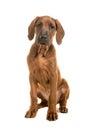 Cute rhodesian ridgeback puppy sitting leaning forward