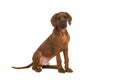 Cute rhodesian ridgeback puppy sitting seen from the side facing the camera