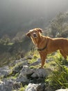 Cute Rhodesian Ridgeback standing on a hill covered in the rocks and grass under the sunlight Royalty Free Stock Photo