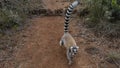 Cute ring-tailed lemur catta walks along the red dirt path. Royalty Free Stock Photo