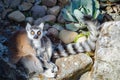 Cute Ring-Tailed Lemur Lemur catta is a large strepsirrhine primate sitting on the rock.