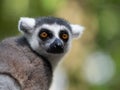 Cute ring tailed Lemur looking directly at the camera Royalty Free Stock Photo