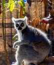 Cute Ring-tailed lemur looking straight to a camera in a zoo Royalty Free Stock Photo