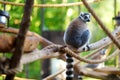 Cute ring-tailed lemur sitting on a branch in a zoo