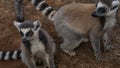 Cute ring-tailed lemurs catta are sitting on the ground.