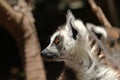 Cute ring-tailed lemurs Royalty Free Stock Photo