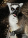 Cute Ringtailed Lemur Eating Royalty Free Stock Photo