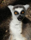 Cute Ringtailed Lemur