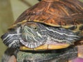 A cute River Turtle crawling on a white background Royalty Free Stock Photo