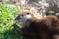 Cute River Otter Chewing on a Stick