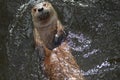 Really Cute River Otter Floating On His Back Royalty Free Stock Photo