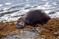 Cute river otter rubs on the rocks of the seashore, Juan de Fuca Strait, in the morning sun