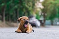 A cute roadside Brown puppy yawning Royalty Free Stock Photo