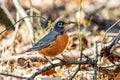 Cute robin bird eating worm close up portrait in spring