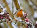 Cute Robin bird sitting on snow covered branch with flowers. Royalty Free Stock Photo