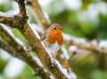 Cute Robin bird sitting on snow covered branch with flowers. Royalty Free Stock Photo