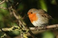 A pretty Robin, Erithacus rubecula, perched on a branch of a Hawthorn tree. Royalty Free Stock Photo