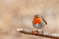 Cute robin (Erithacus rubecula) standing on a branch of a tree with a blurry natural background