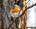 Cute robin perching on tree branch closeup