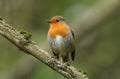 A cute Robin, redbreast, Erithacus rubecula, perching on a branch of a tree in woodland. Royalty Free Stock Photo