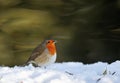 Cute robin on snow in winter