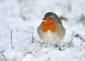 Cute robin on snow in winter Royalty Free Stock Photo