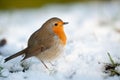 Cute robin on snow in winter Royalty Free Stock Photo