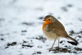Cute robin on snow in winter Royalty Free Stock Photo