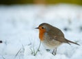 Cute robin in winter