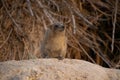 Cute rock hirax in Ein Gedi oasis in Israel