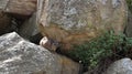 Cute rock hyrax on a big rock
