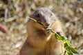 Cute Rodent Black Tailed Prairie Dog Eating Branch Close Up Royalty Free Stock Photo