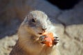 Cute Rodent Black Tailed prairie dog Eating Carrot Close Up Royalty Free Stock Photo