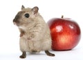 Cute rodent by Christmas decorations on snow white background Royalty Free Stock Photo