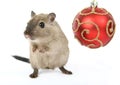 Cute rodent by Christmas decorations on snow white background Royalty Free Stock Photo