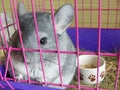 Adorable grey young chinchilla pet cage