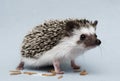 Cute rodent hedgehog baby atelerix albiventris background